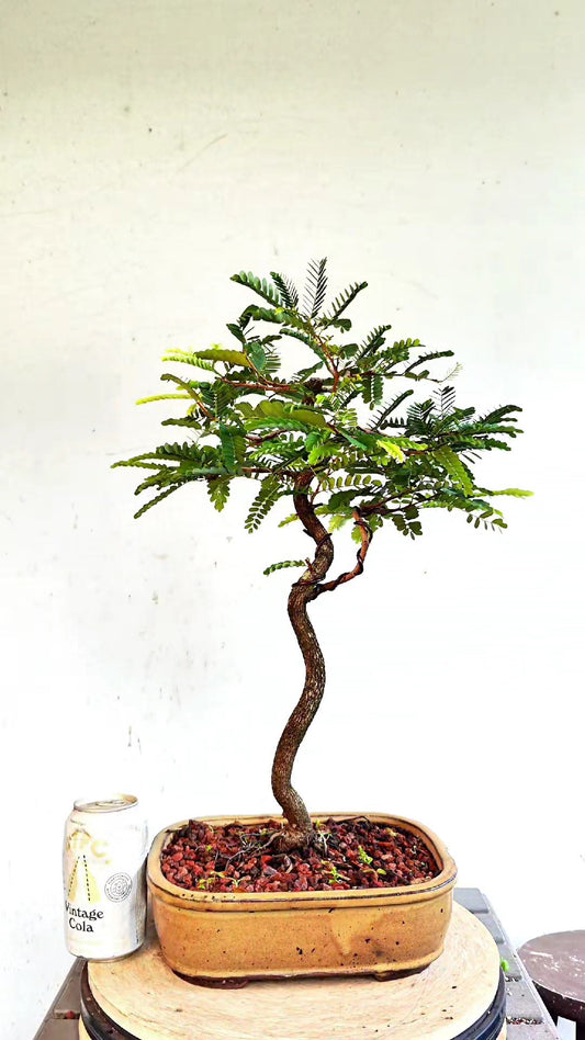 Tropical Tamarind Bonsai - 10 inch glazed pot