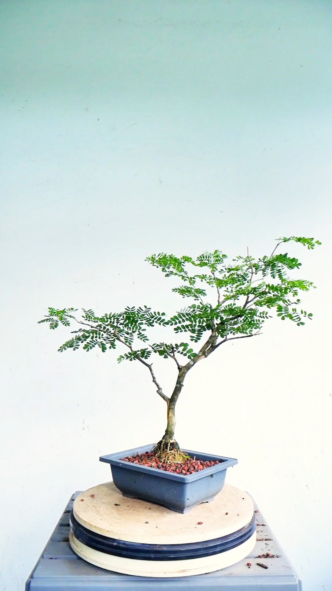 Thornless Flowering Brazilian Rain Tree - 7 Inch Plastic Pot