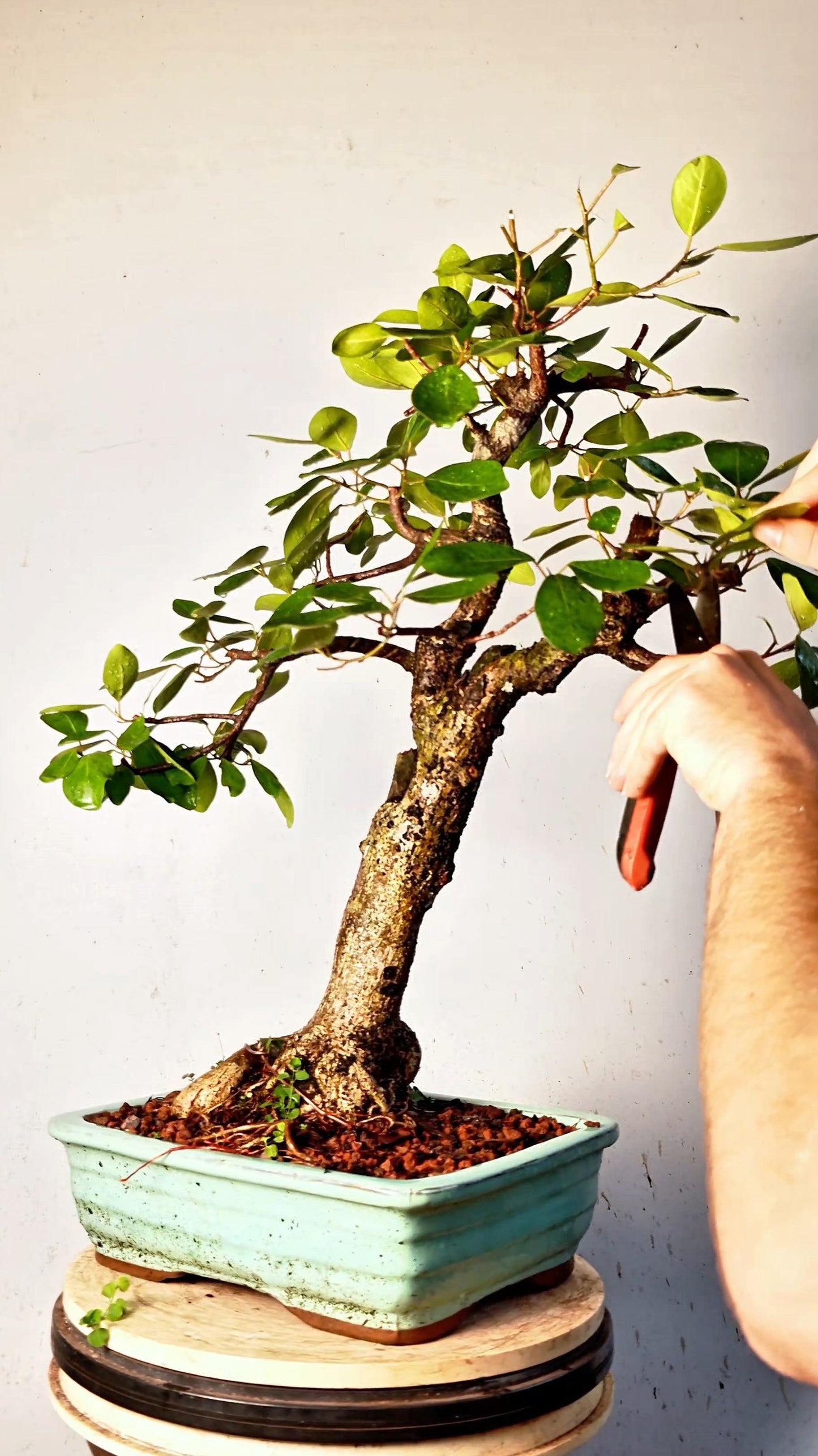Ficus Natalensis Specimen Bonsai - 12 inch Glazed Rectangle
