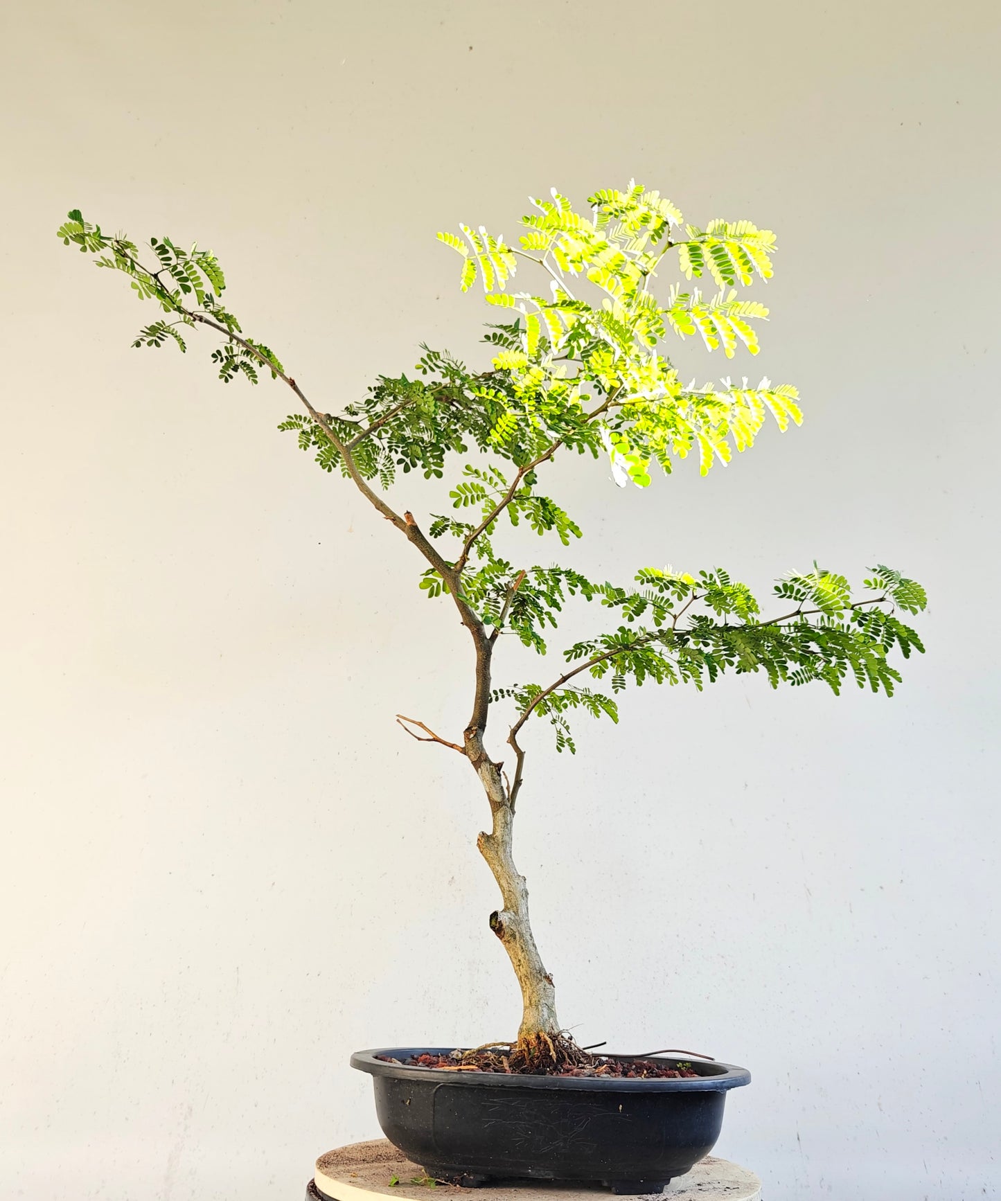 Thornless Flowering Brazilian Rain Tree - 15 Inch Plastic Pot