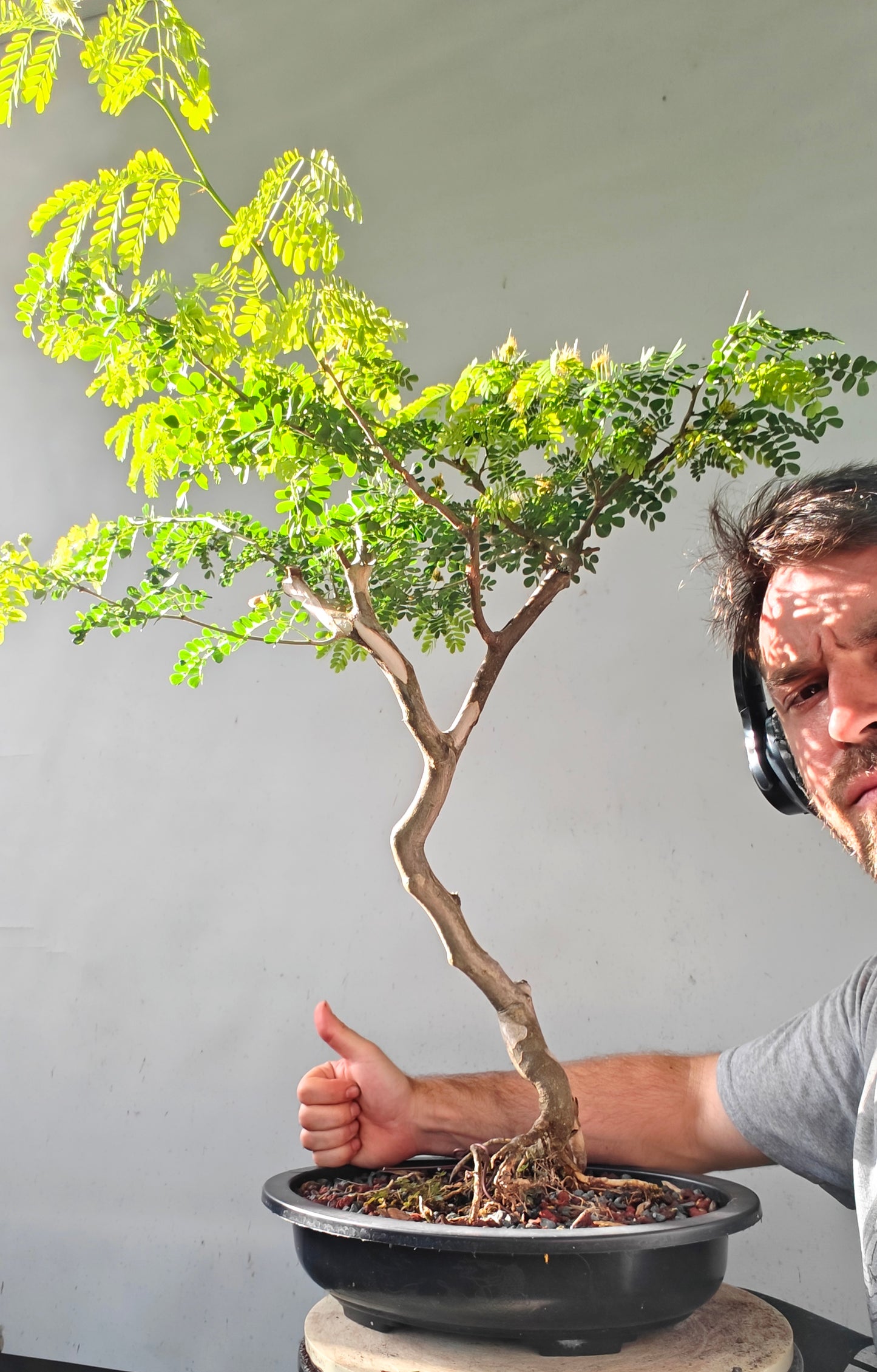 Thornless Flowering Brazilian Rain Tree - 15 Inch Plastic Pot