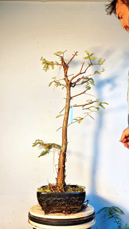 Bald Cyress Bonsai - 12 inch glazed pot