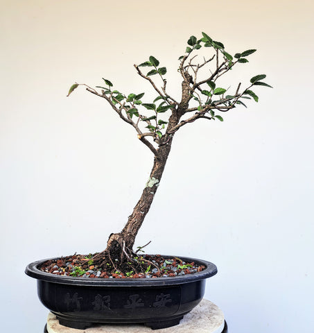 Cedar Elm Pre Bonsai - 15 Inch Plastic Pot