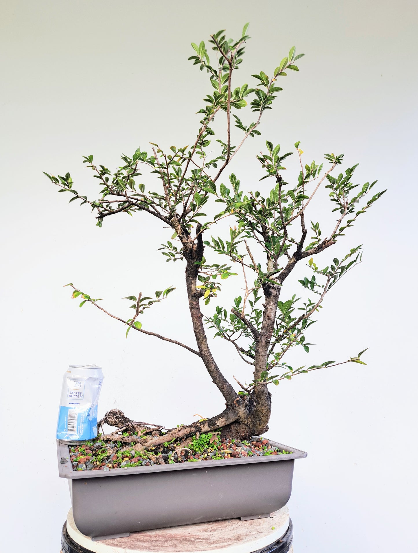 Lacebark Chinese Elm Clump/Raft Bonsai - 14 inch Plastic Pot