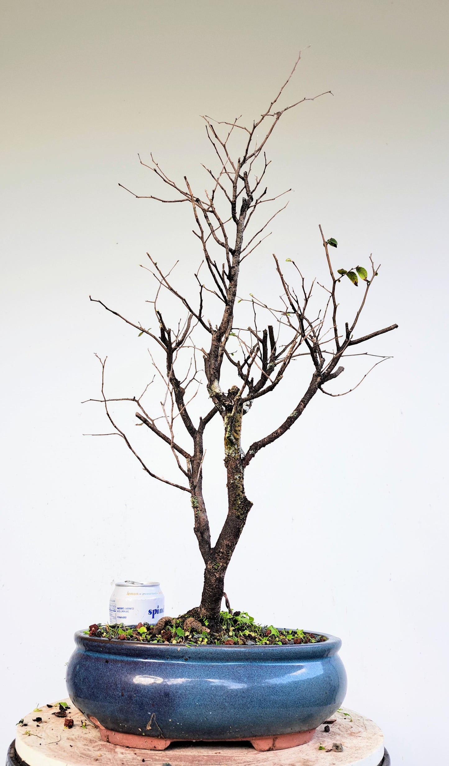 Potted Cedar Elm Bonsai - 10 inch glazed pot