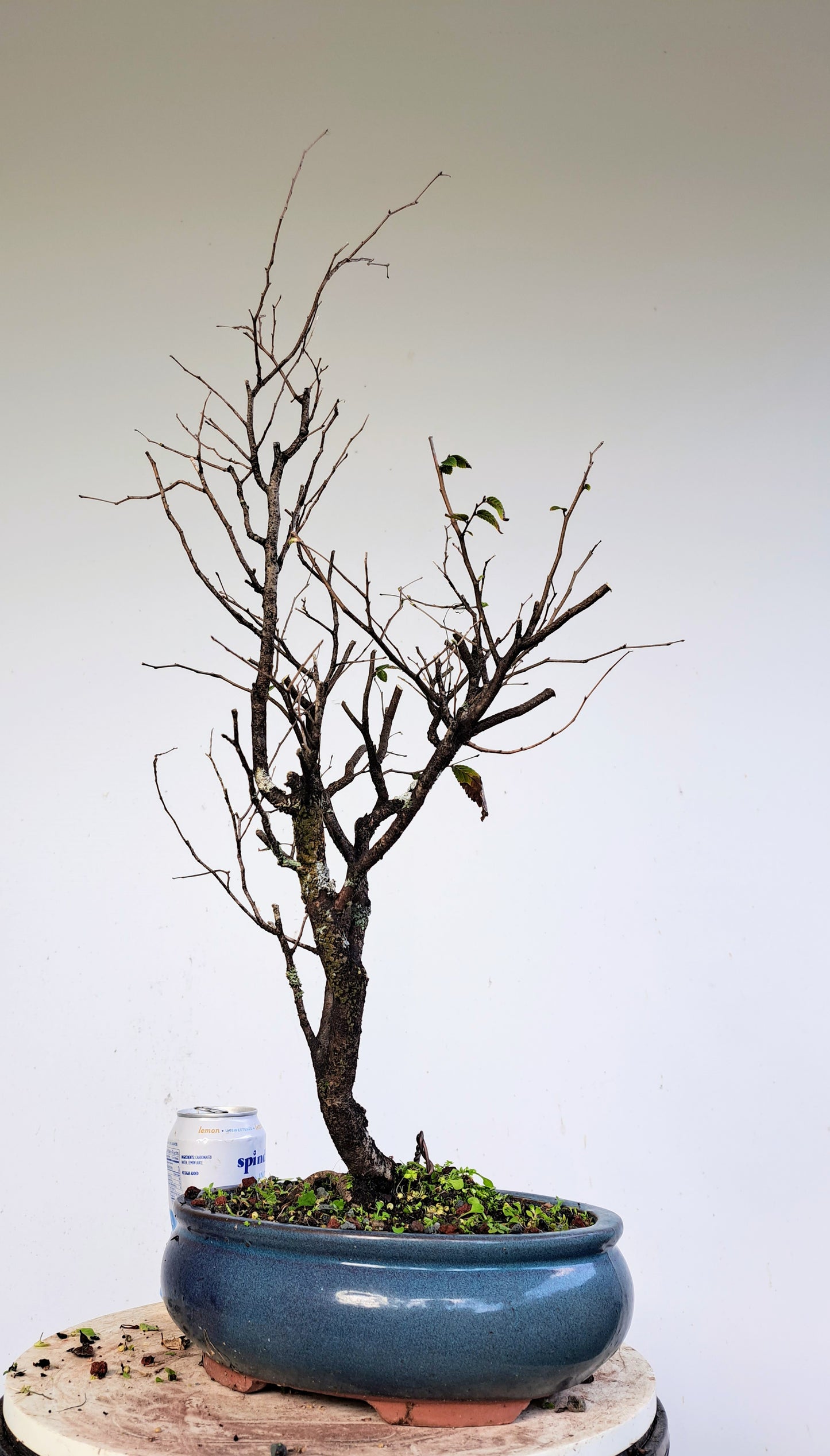 Potted Cedar Elm Bonsai - 10 inch glazed pot