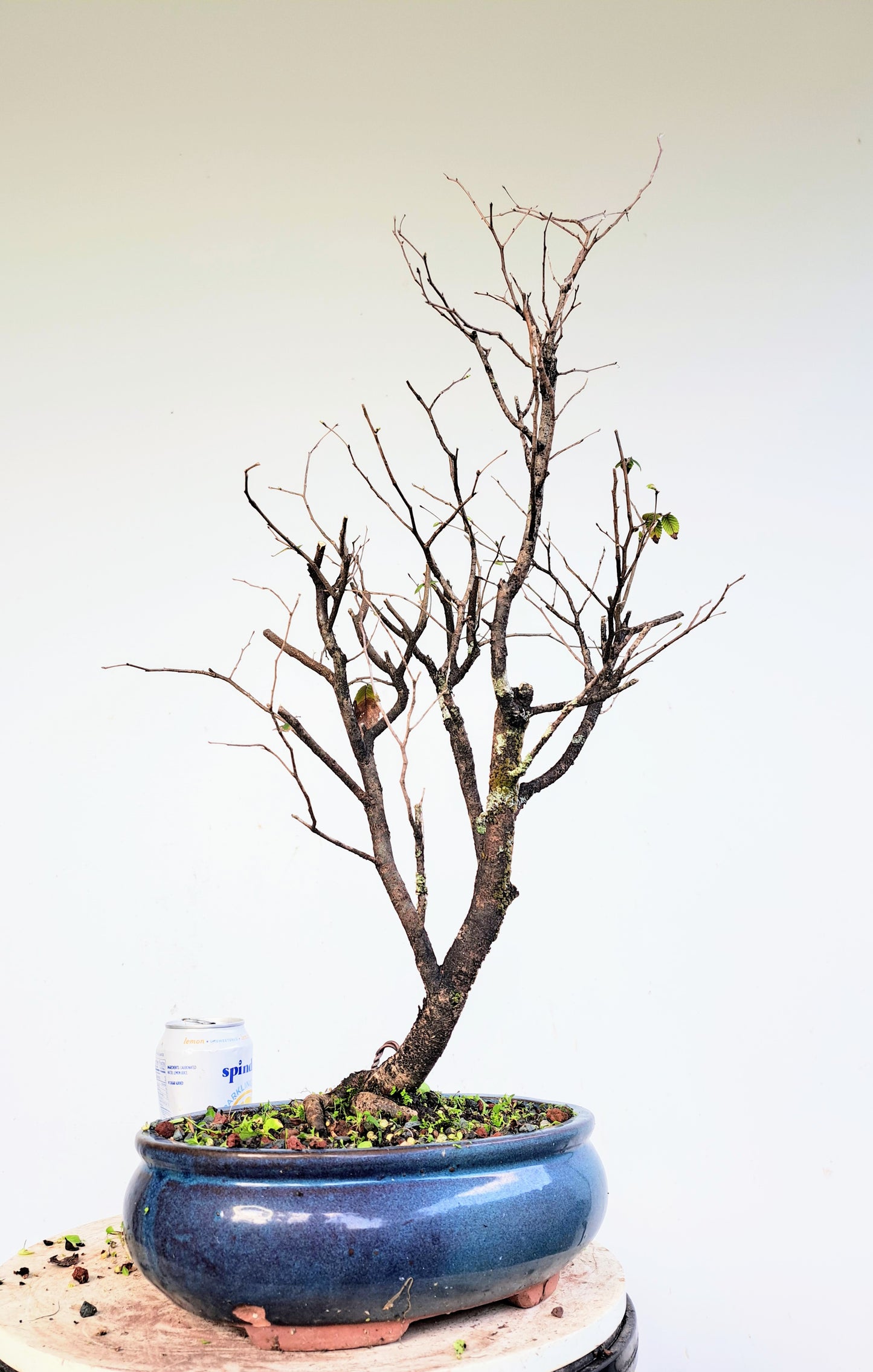 Potted Cedar Elm Bonsai - 10 inch glazed pot