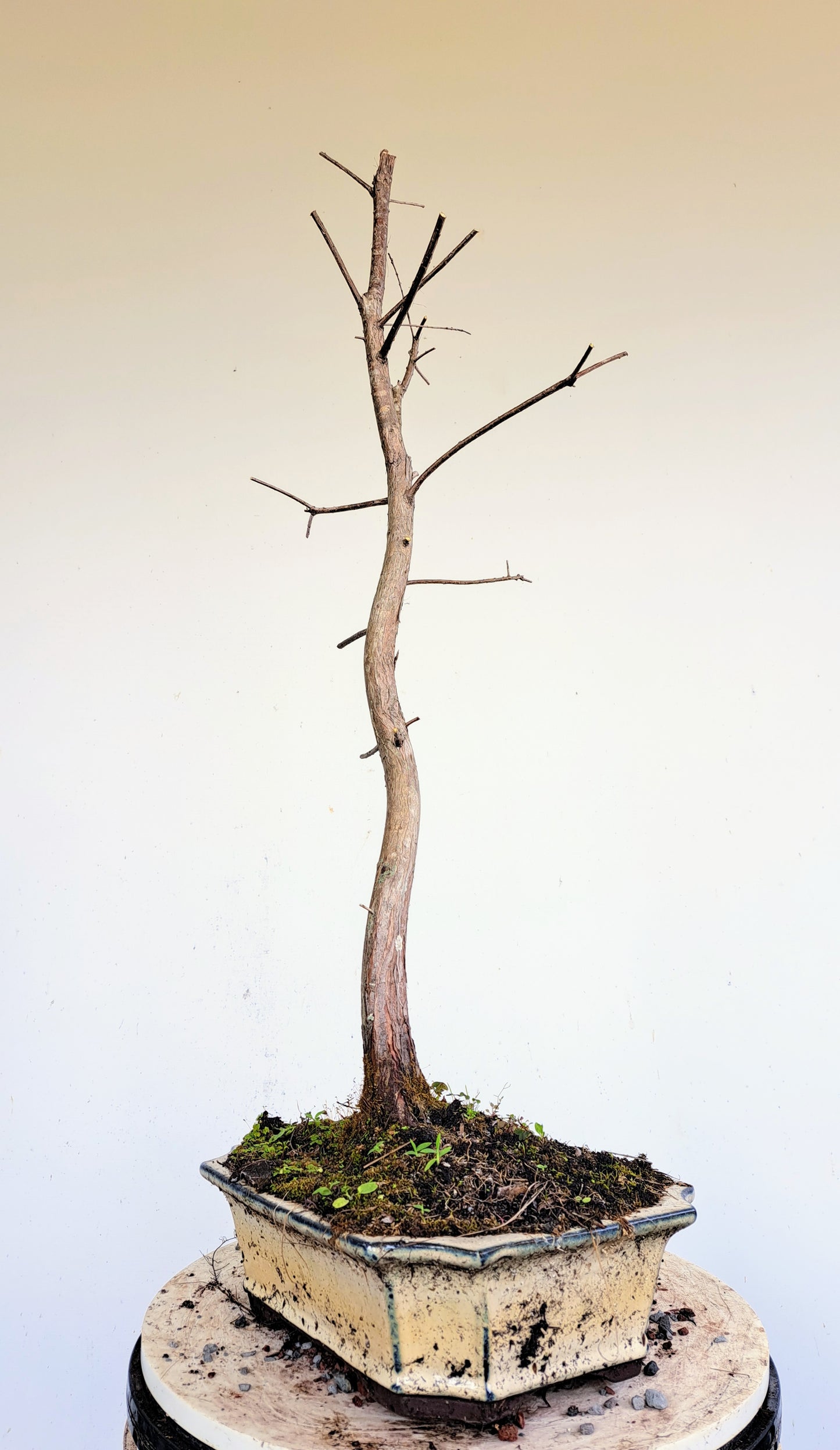 Bald Cyress Bonsai - 10 inch pot