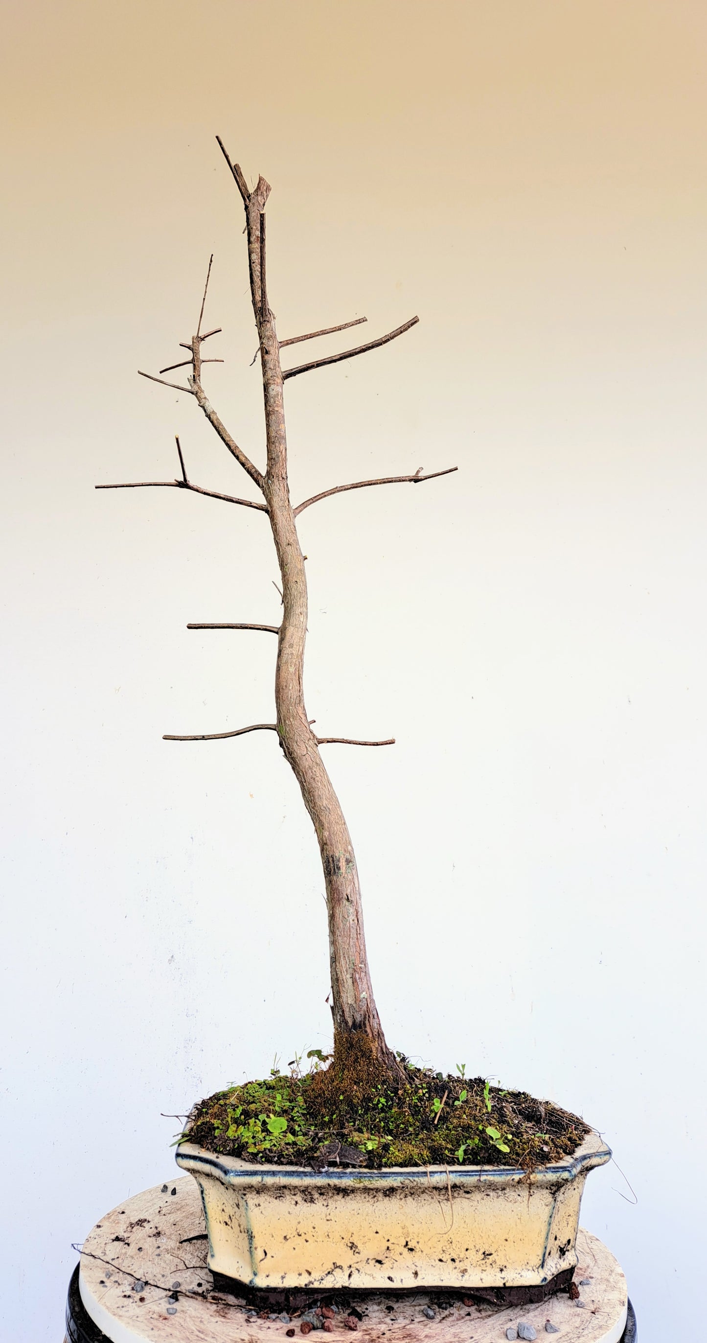 Bald Cyress Bonsai - 10 inch pot