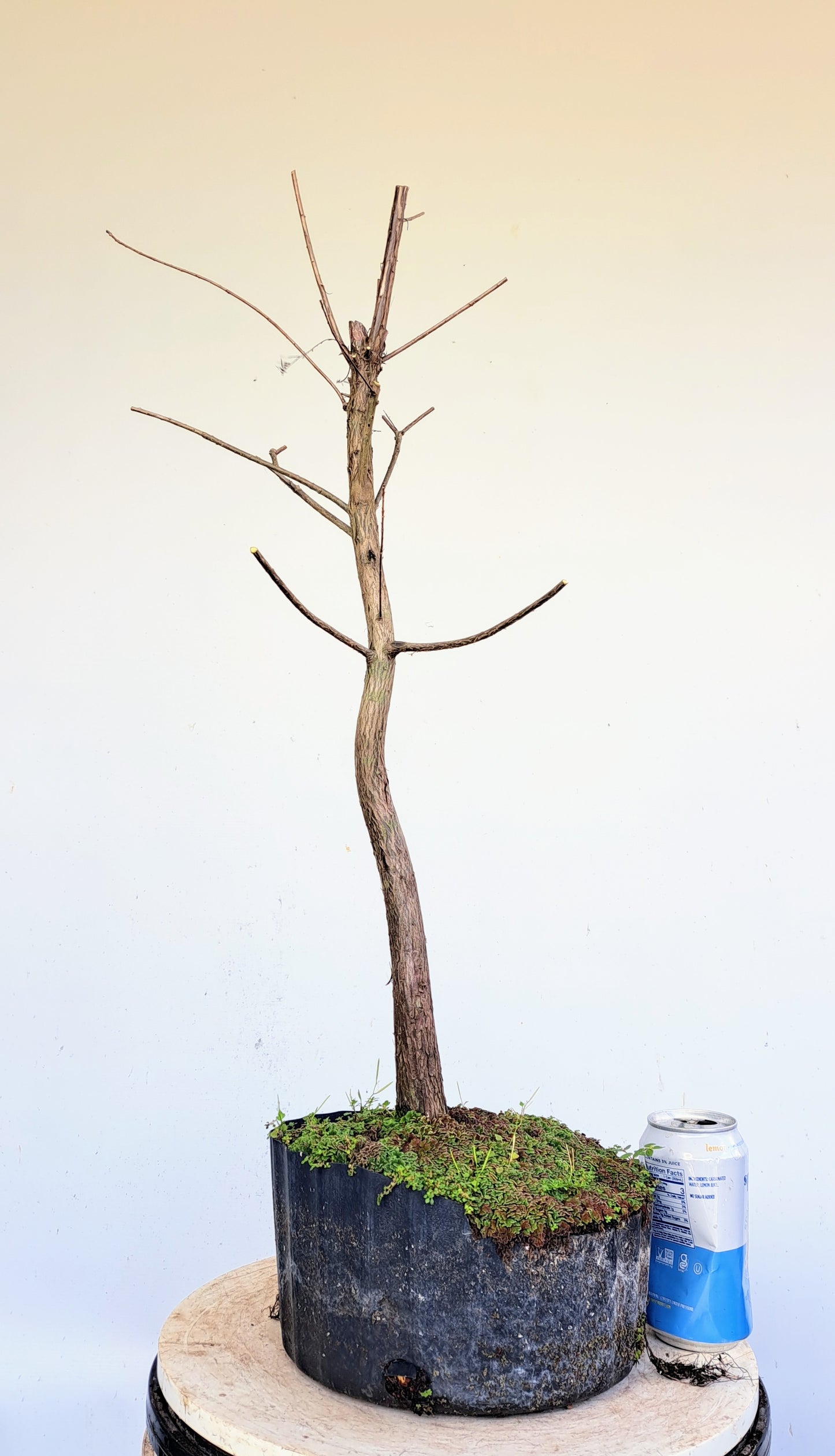 Bald Cyress Pre Bonsai - 8 inch plastic pot