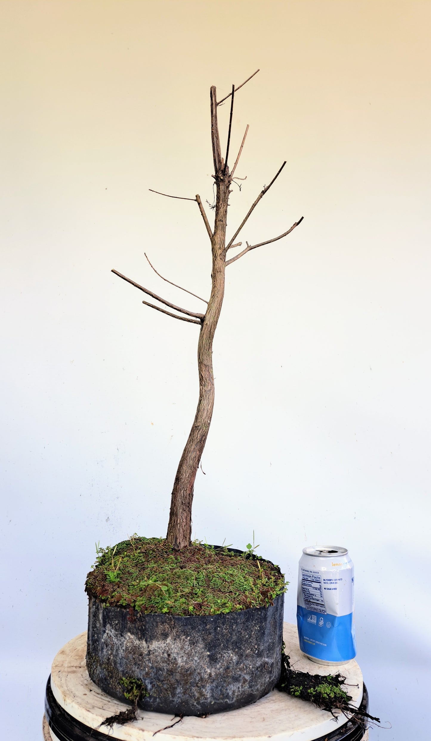 Bald Cyress Pre Bonsai - 8 inch plastic pot