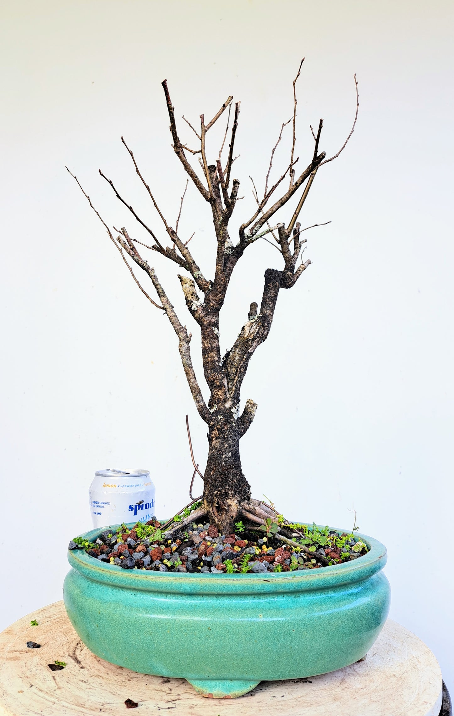 American Elm Bonsai - 10 Inch Glazed Pot