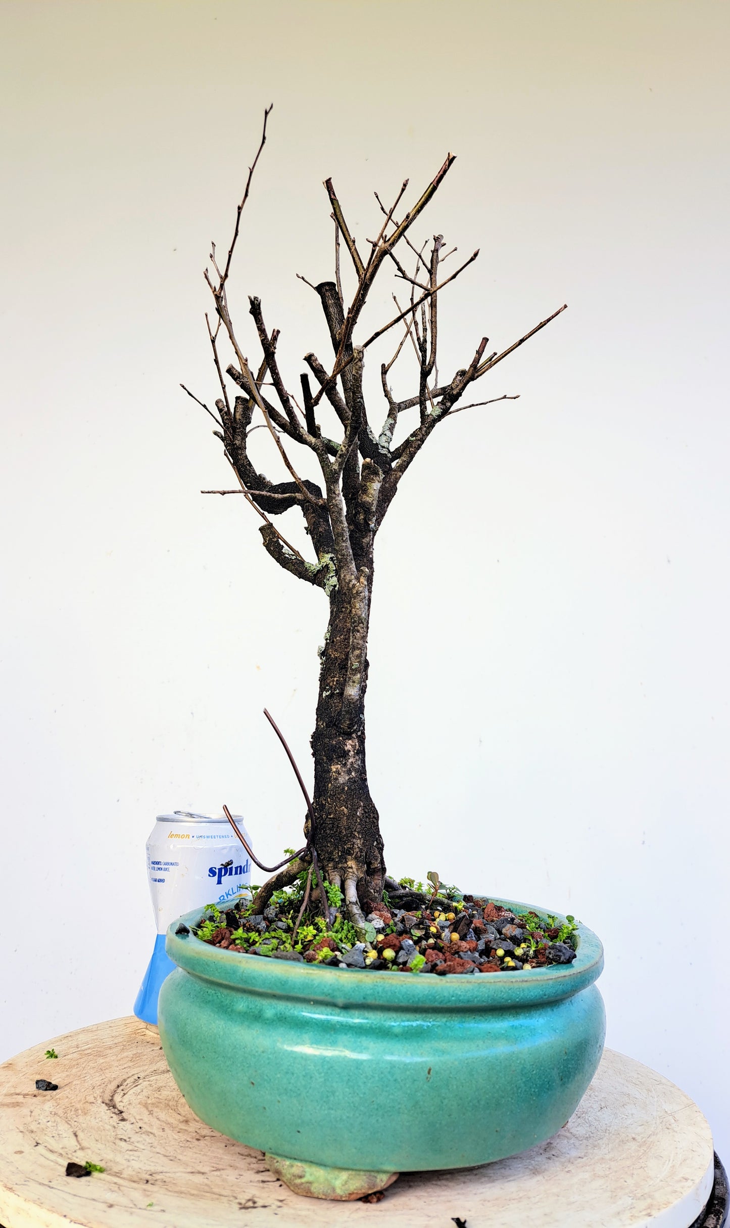 American Elm Bonsai - 10 Inch Glazed Pot