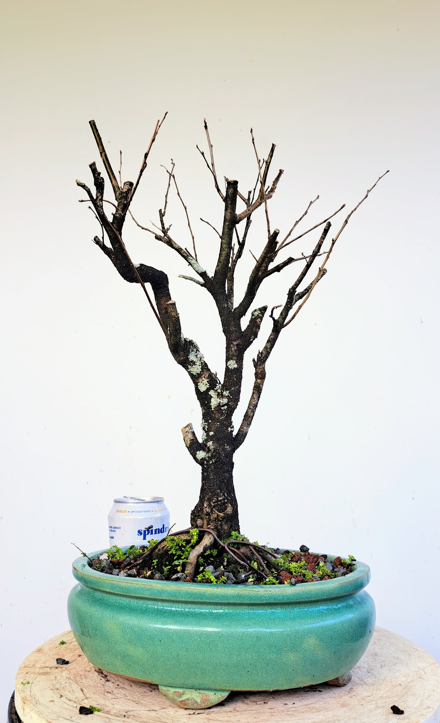 American Elm Bonsai - 10 Inch Glazed Pot