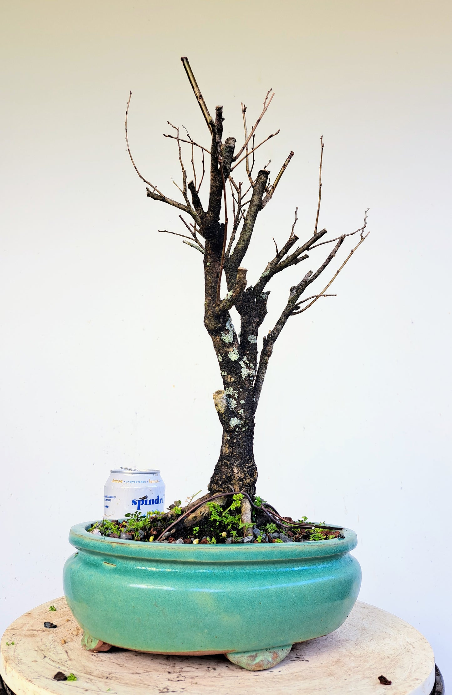American Elm Bonsai - 10 Inch Glazed Pot