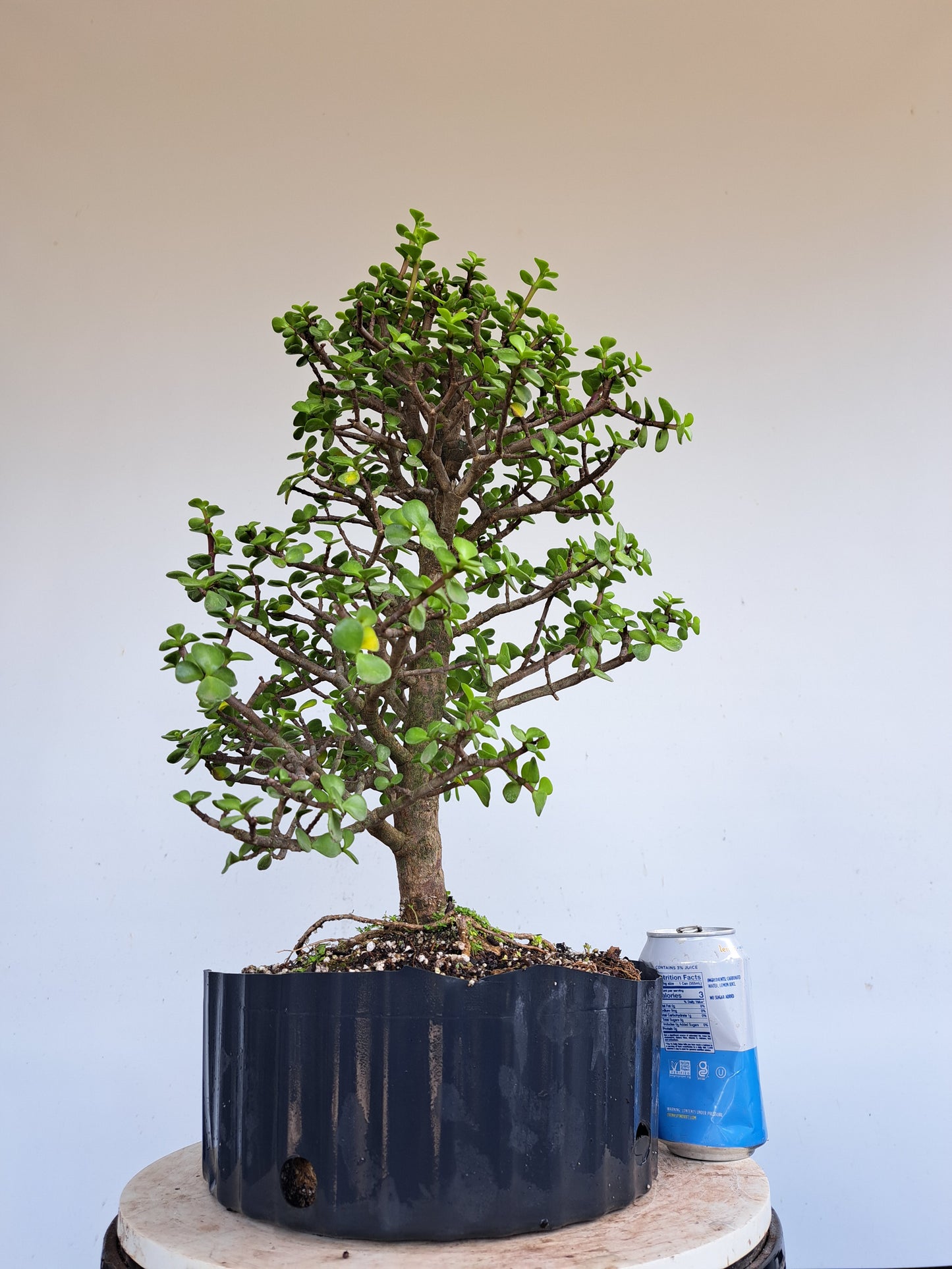 Dwarf Jafe Pre-Bonsai - 10 inch pot