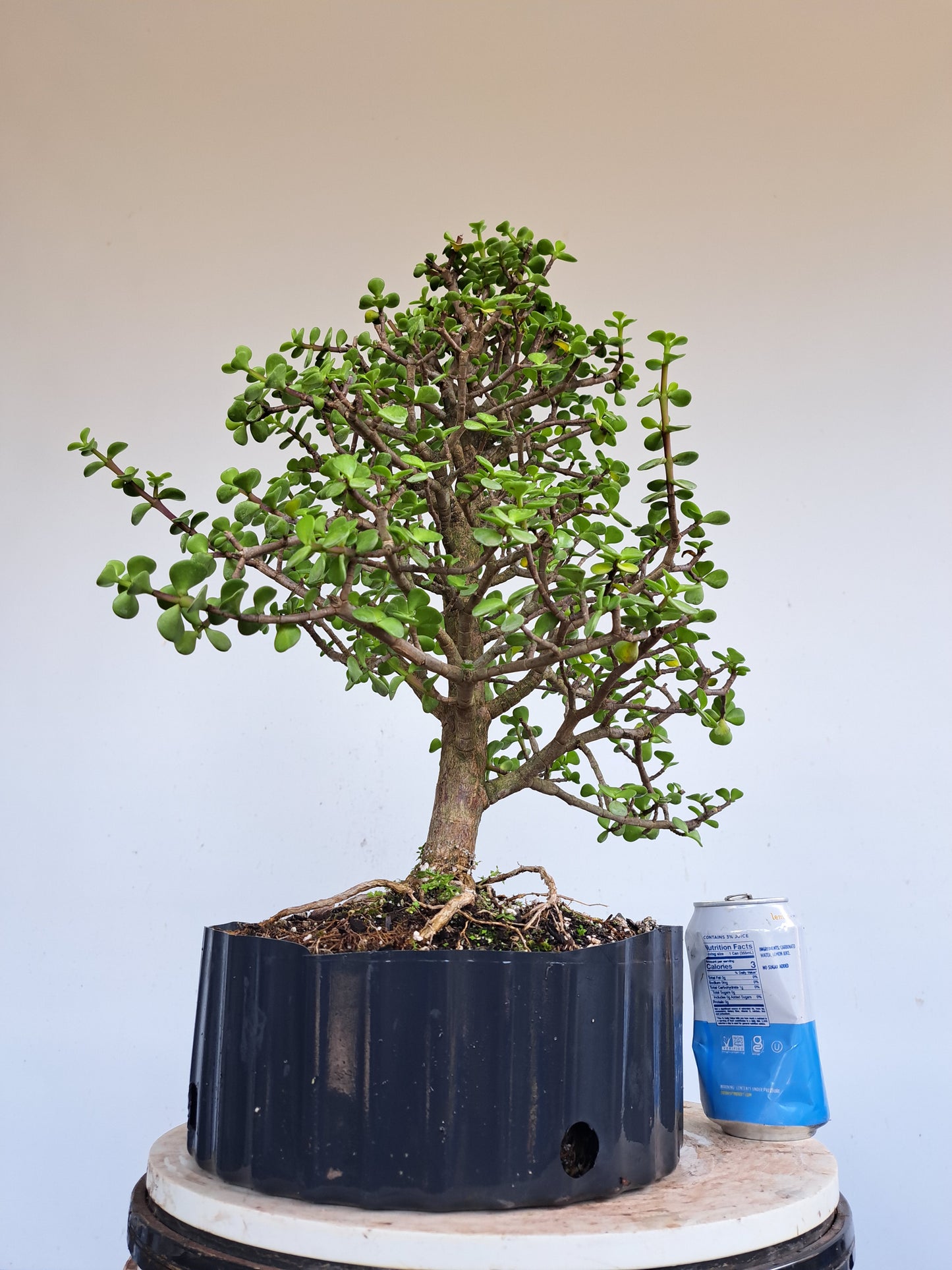 Dwarf Jafe Pre-Bonsai - 10 inch pot