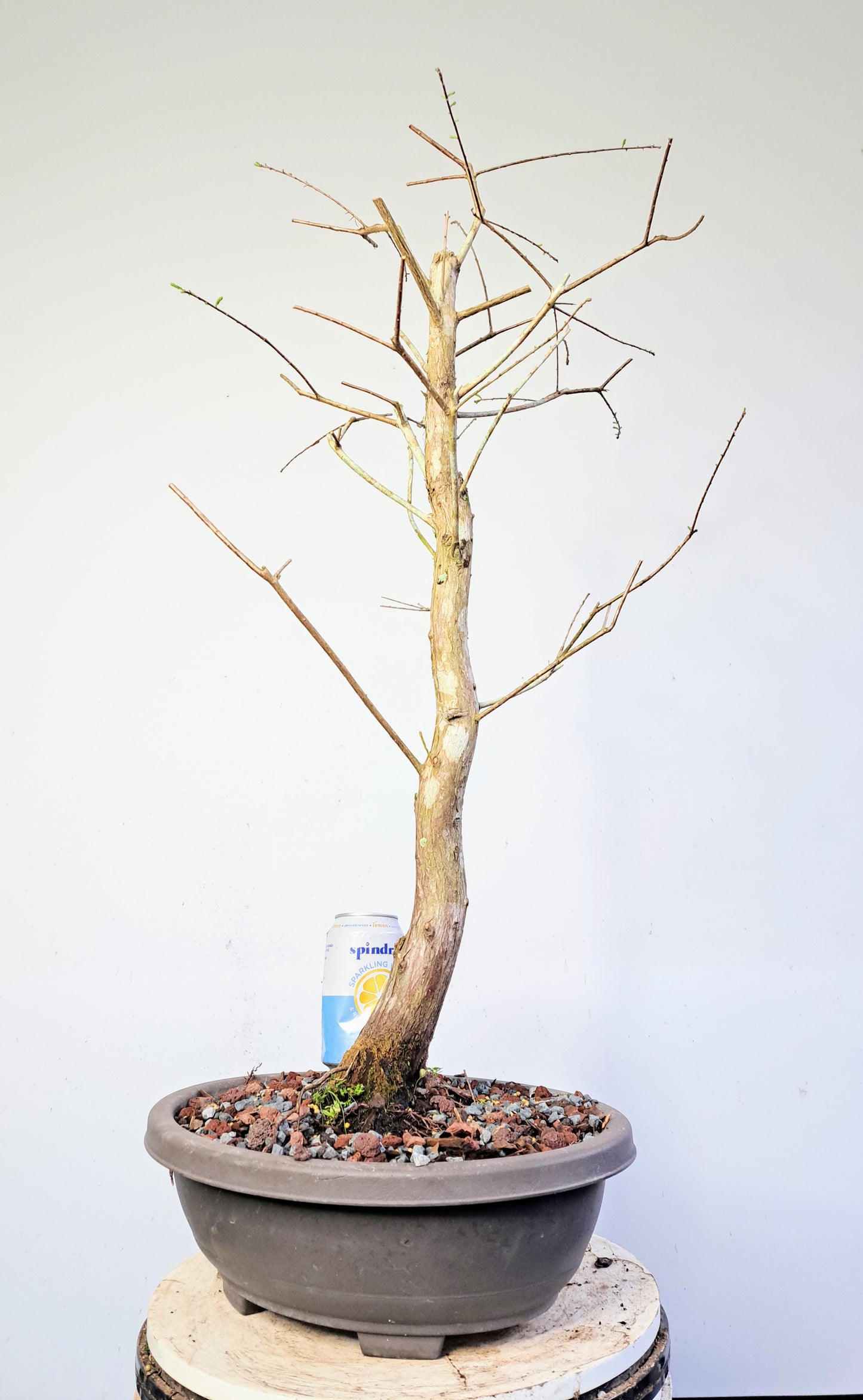 Bald Cyress Pre Bonsai - 15 inch plastic pot