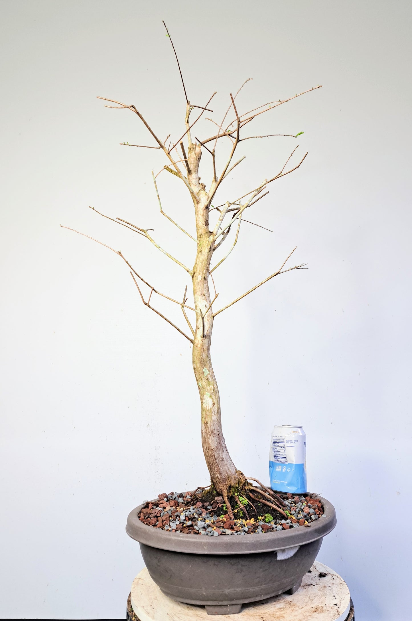 Bald Cyress Pre Bonsai - 15 inch plastic pot