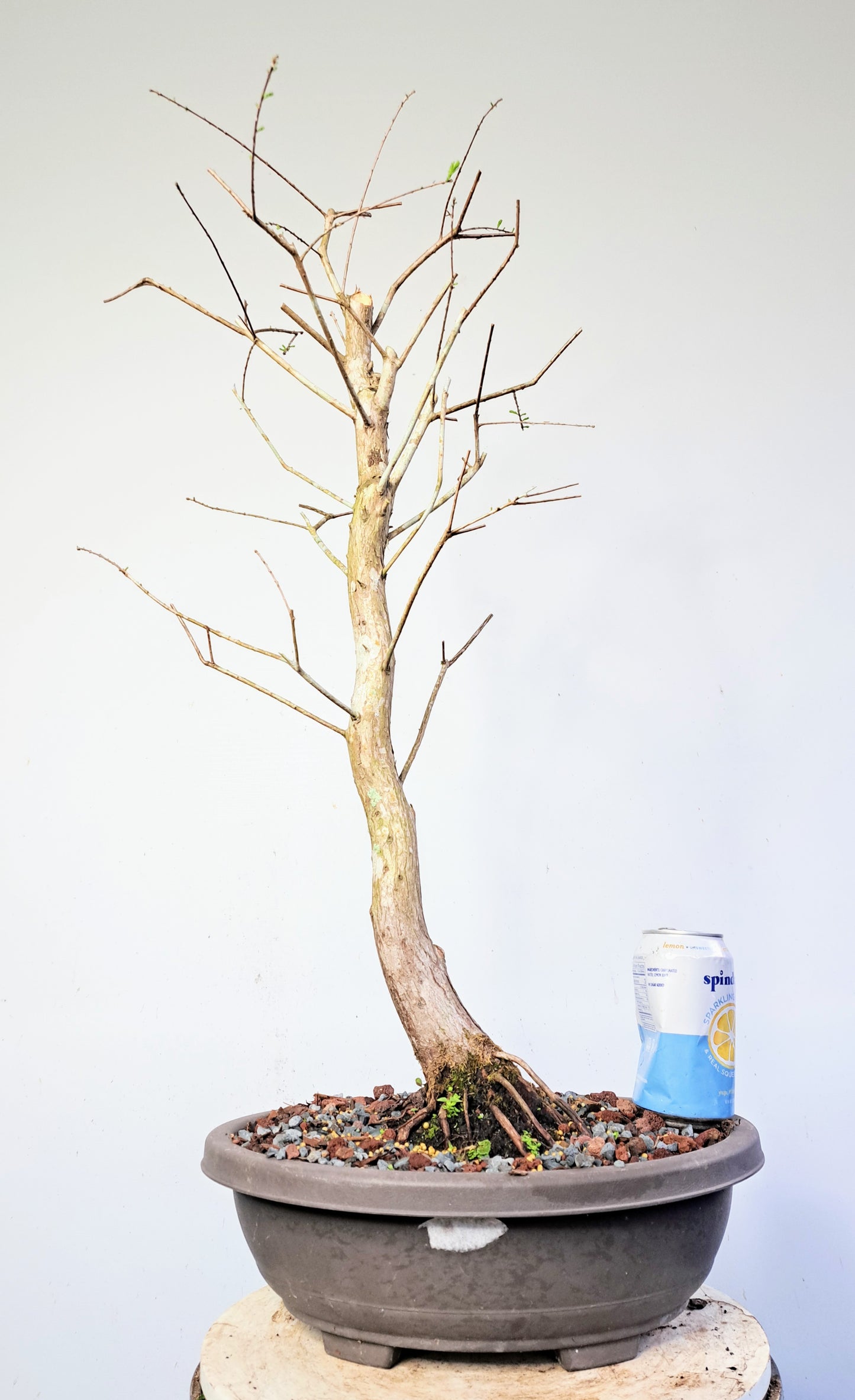 Bald Cyress Pre Bonsai - 15 inch plastic pot
