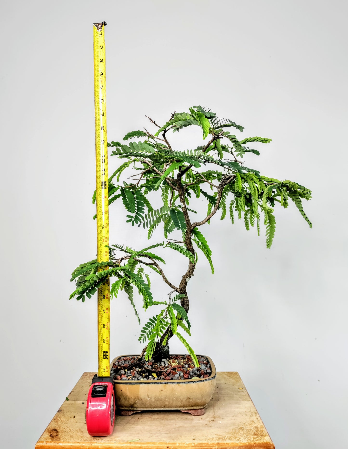 Tamarind Bonsai 8 inch pot