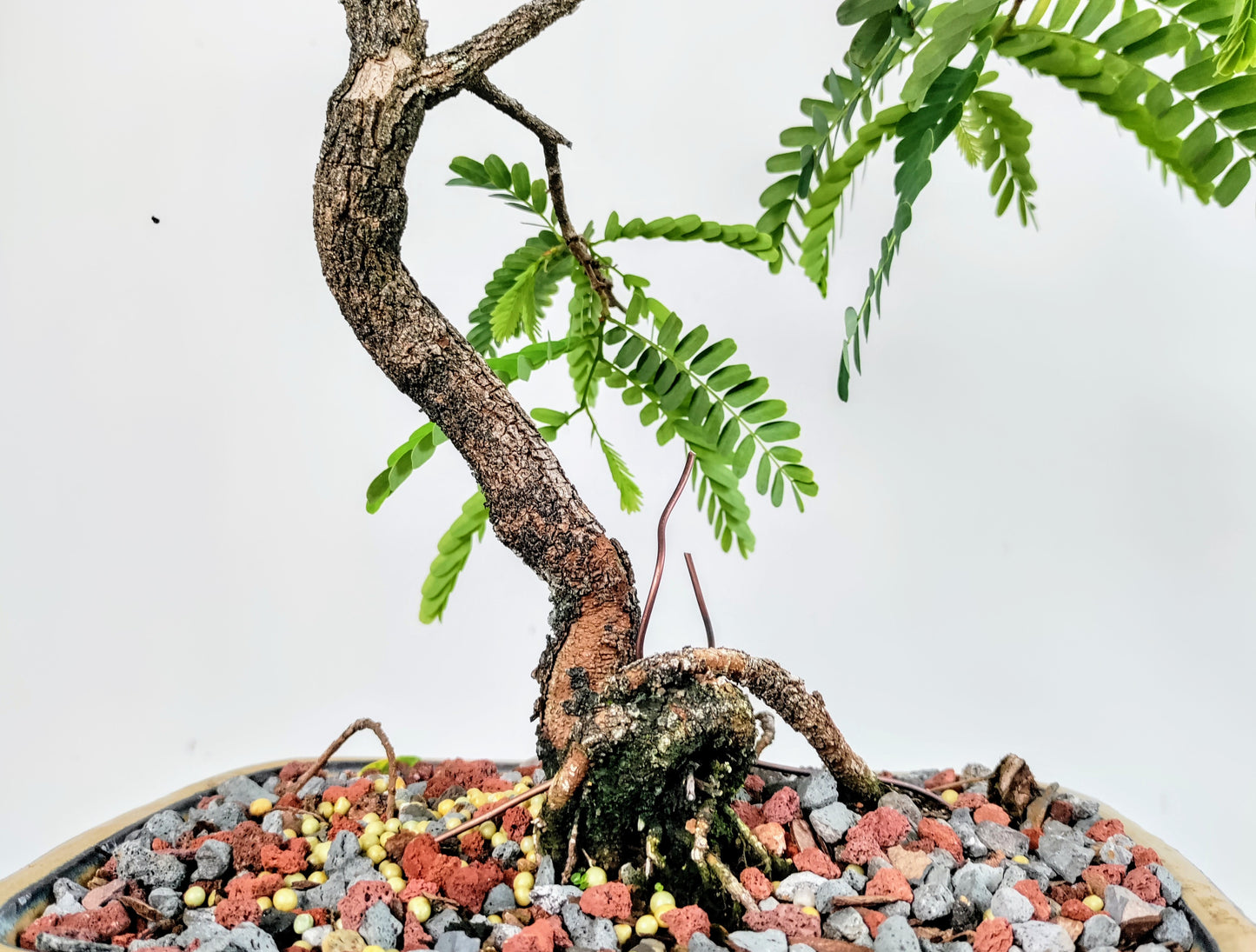 Tamarind Bonsai 8 inch pot