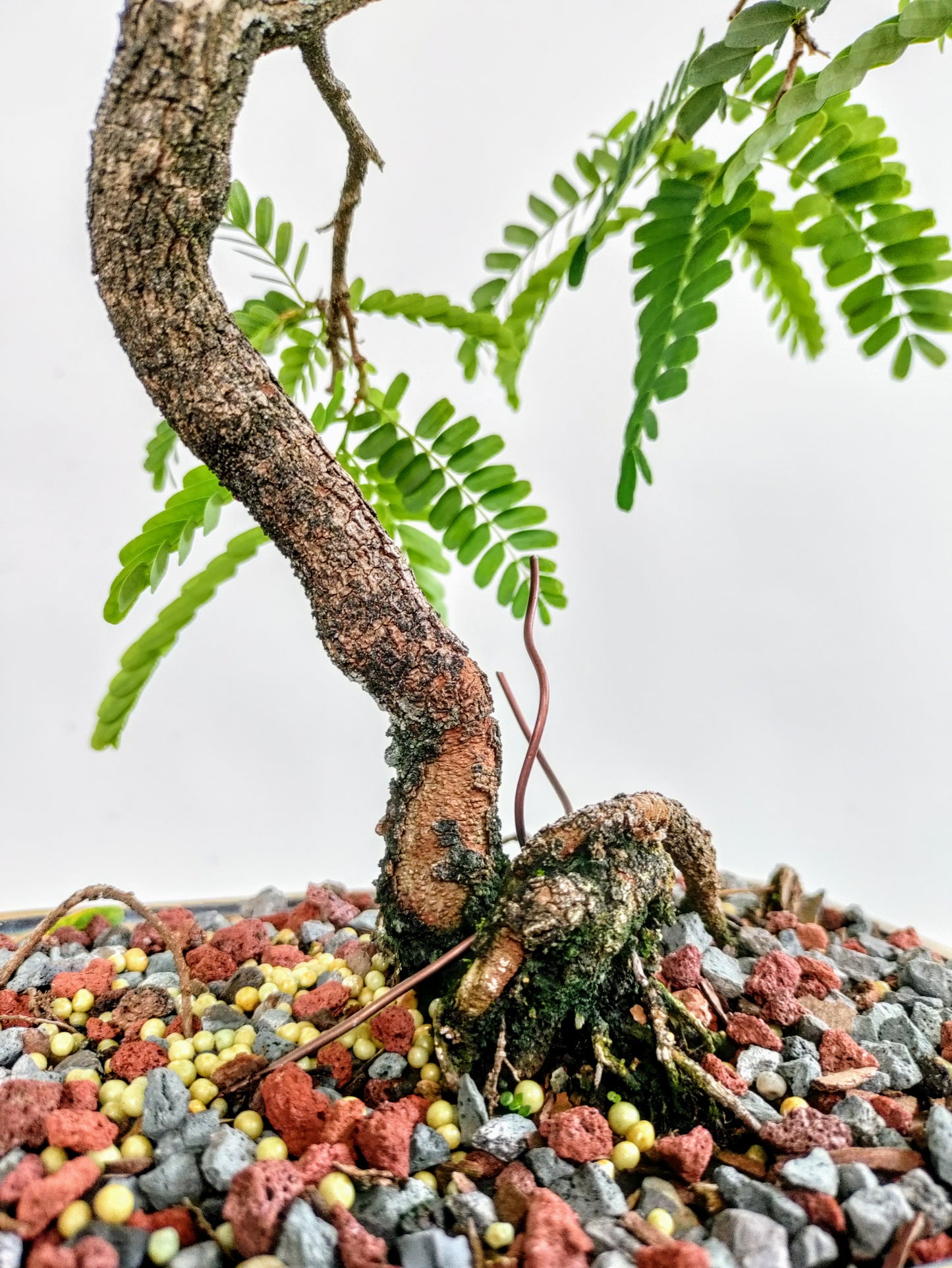Tamarind Bonsai 8 inch pot
