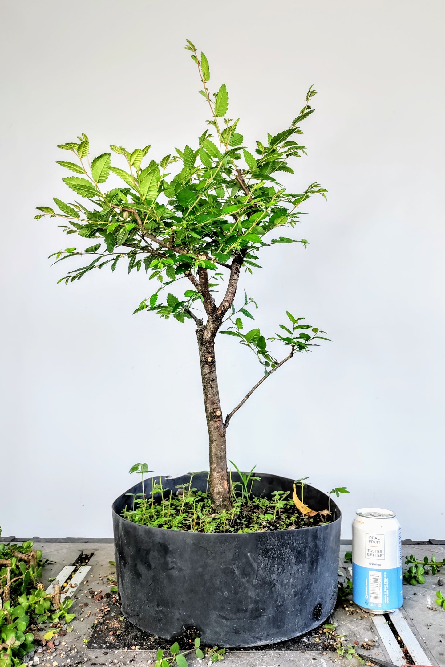 Cedar Elm Pre Bonsai - 12 Inch Plastic Pot