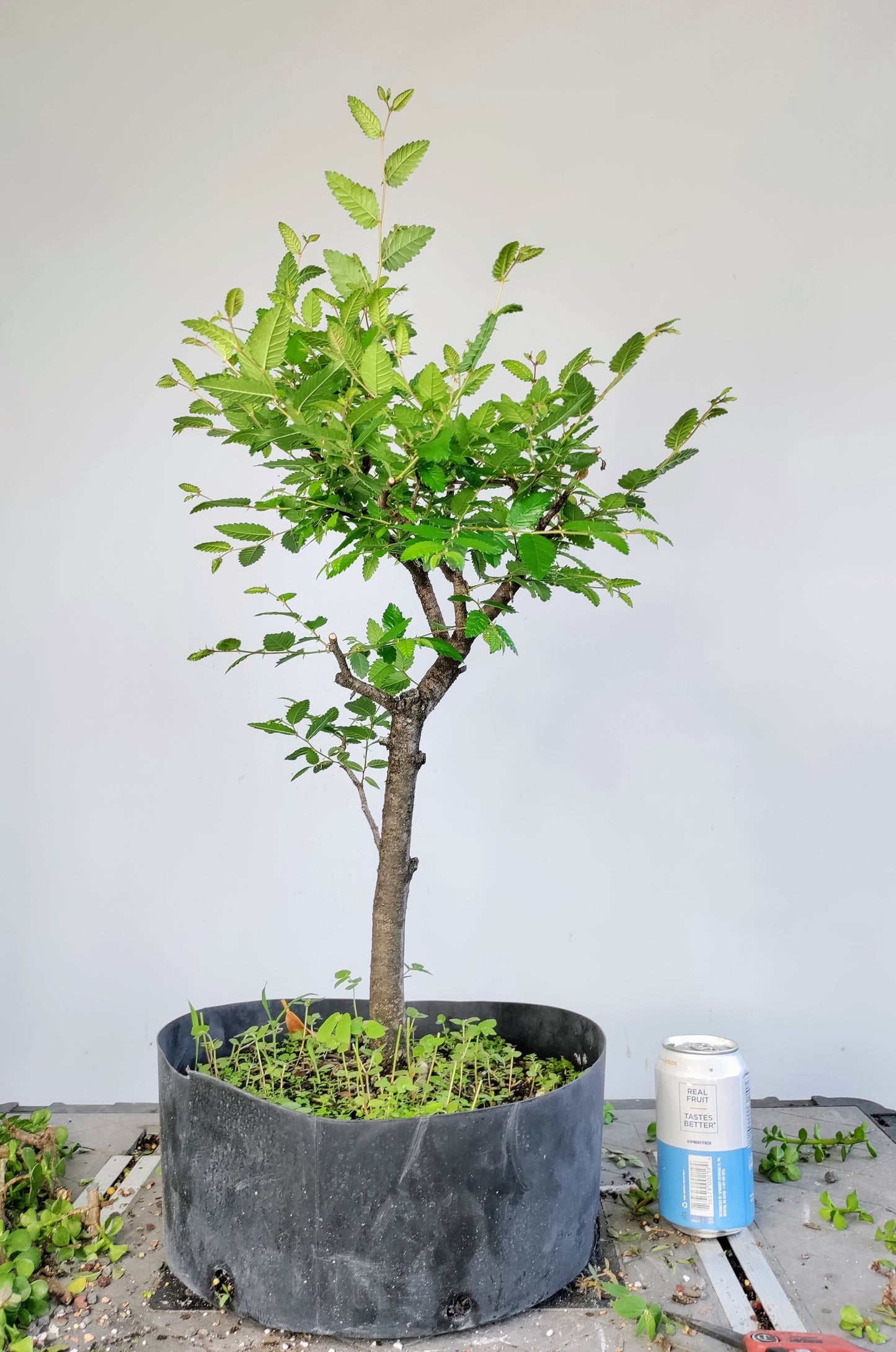 Cedar Elm Pre Bonsai - 12 Inch Plastic Pot