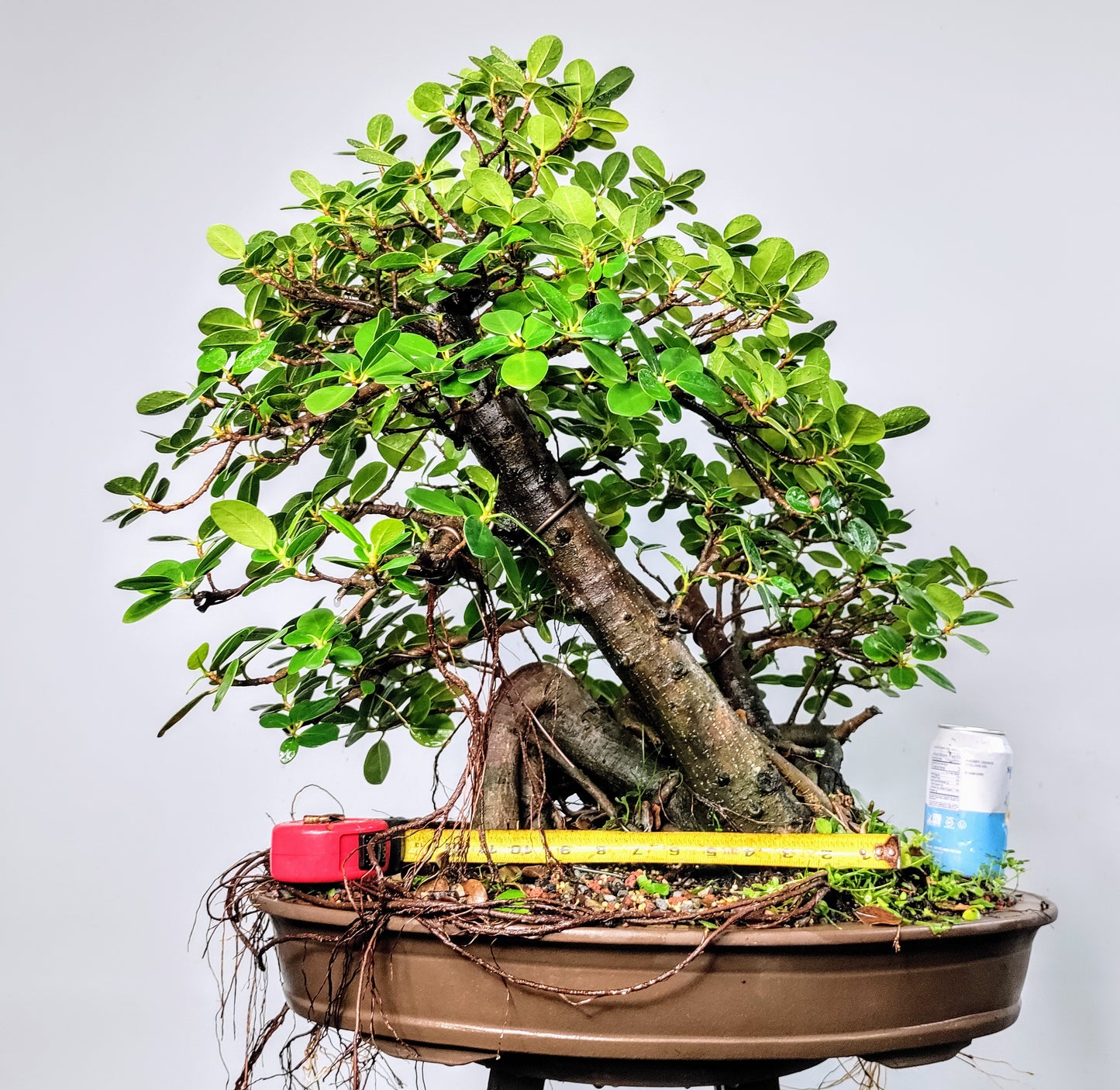 Green Island Ficus - Specimen Bonsai - 22 inch pot
