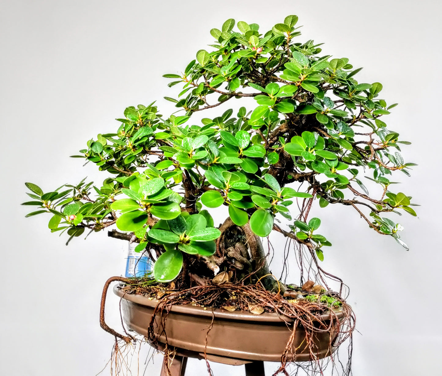 Green Island Ficus - Specimen Bonsai - 22 inch pot