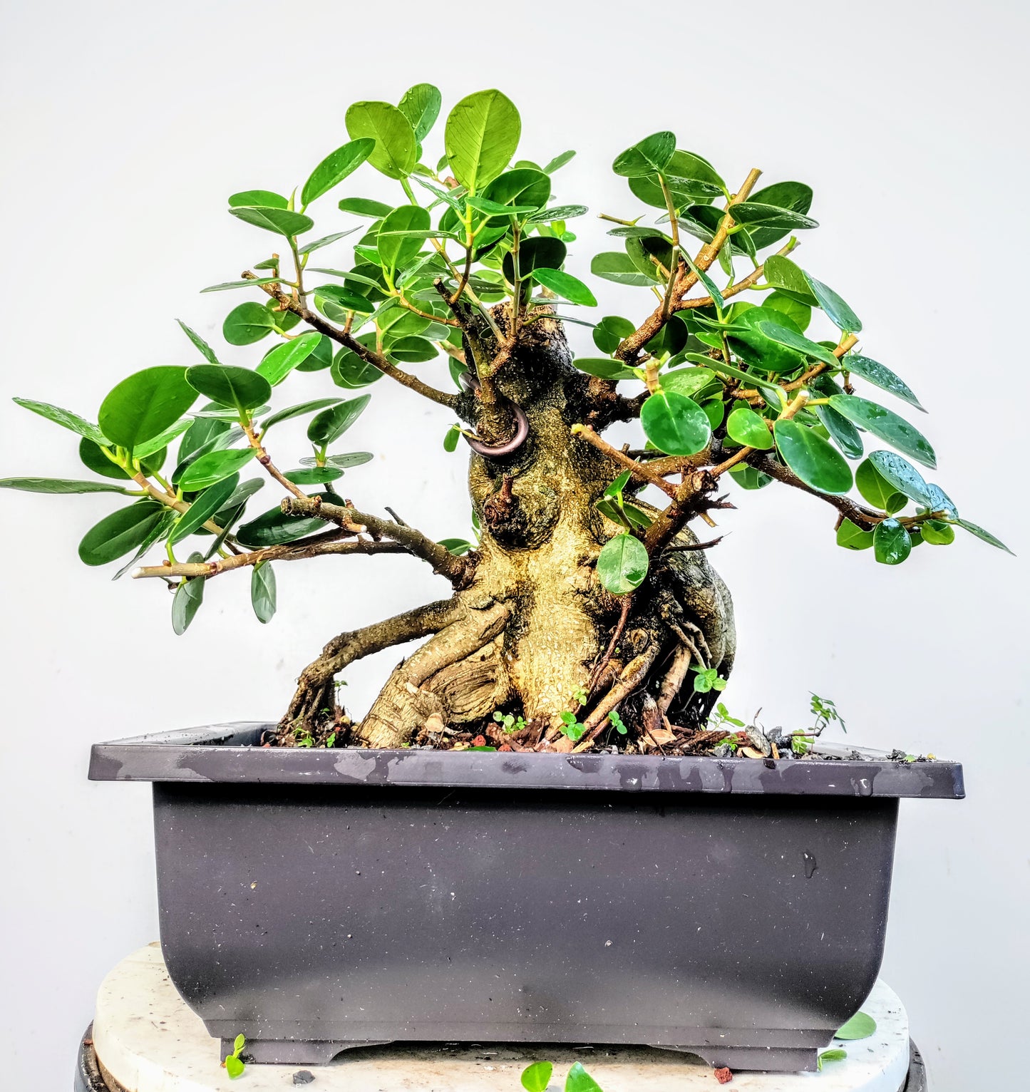 Green Island Ficus - 10 inch plastic pot