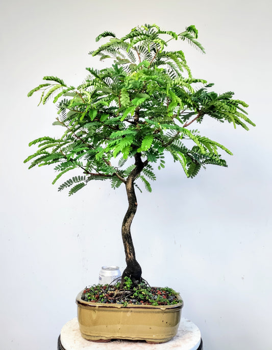 Specimen Tamarind Bonsai - 10 inch pot
