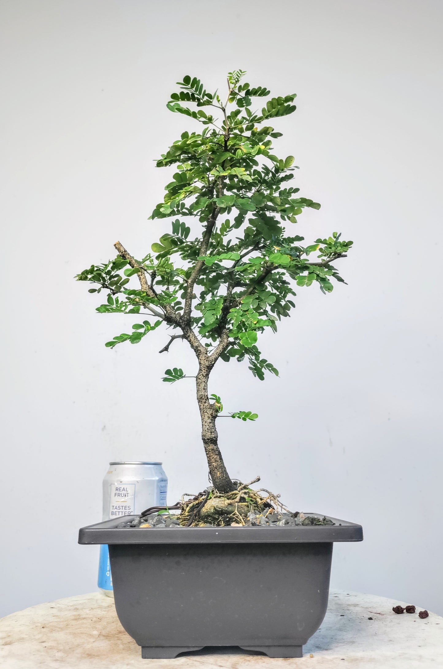 Texas Ebony - 6 inch pot