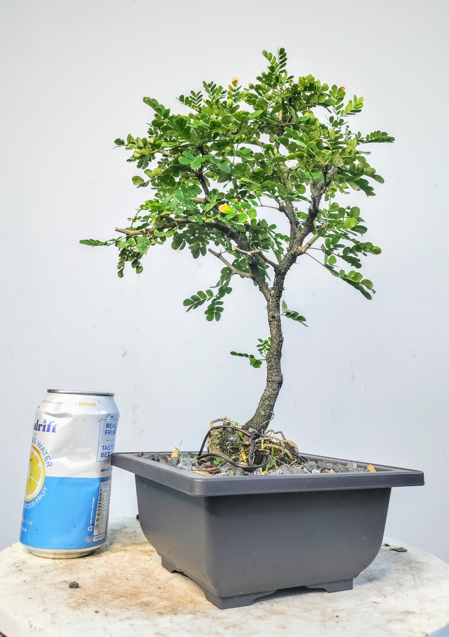 Texas Ebony - 6 inch pot