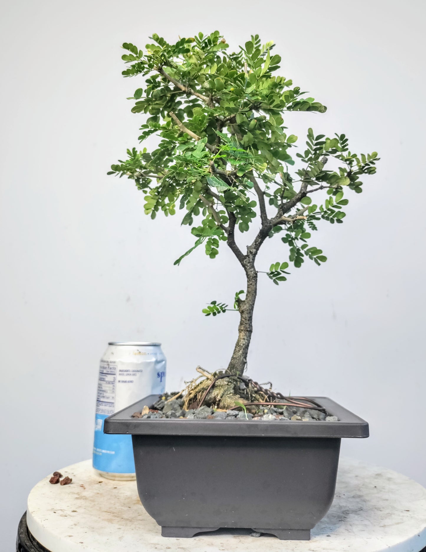 Texas Ebony - 6 inch pot