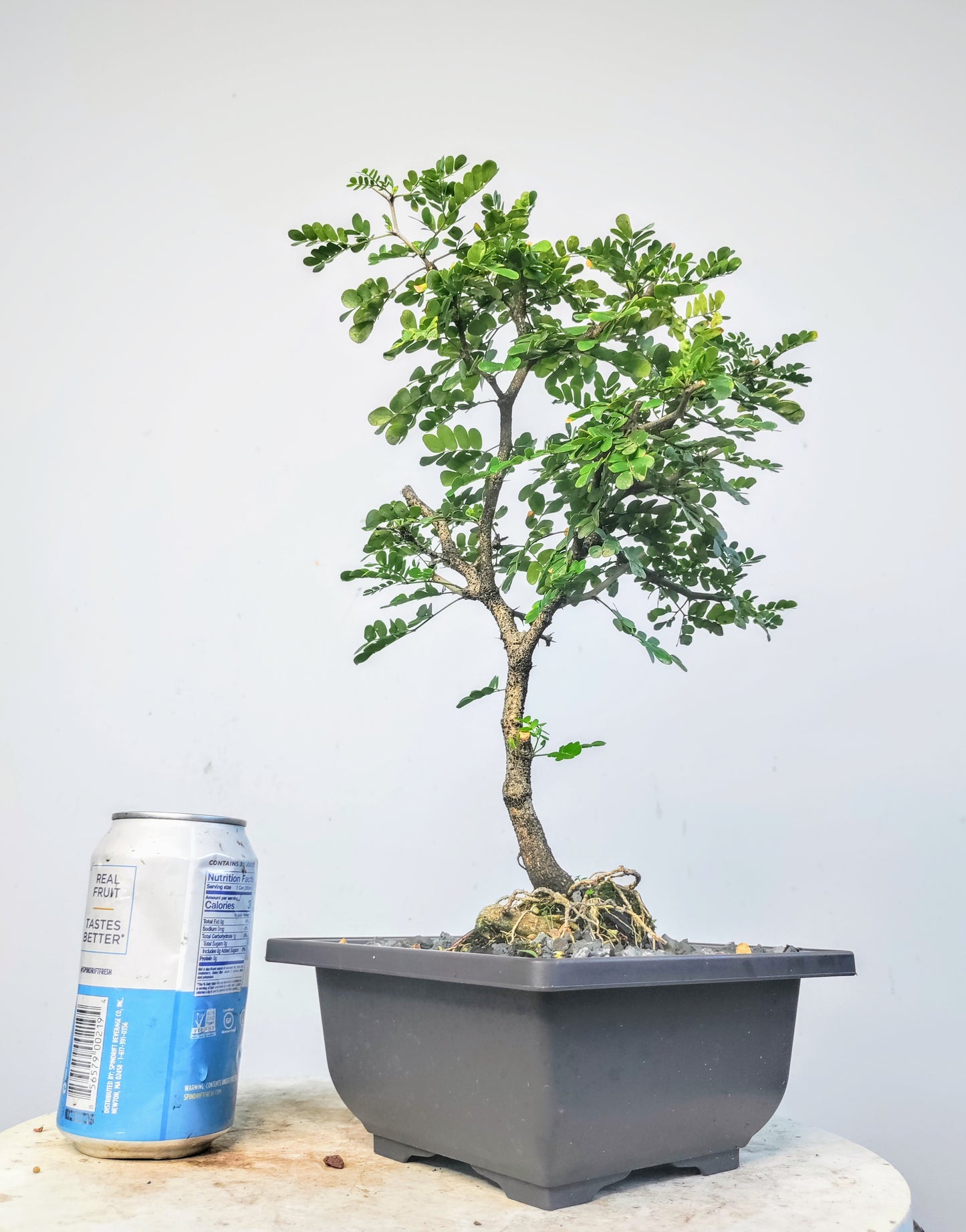 Texas Ebony - 6 inch pot
