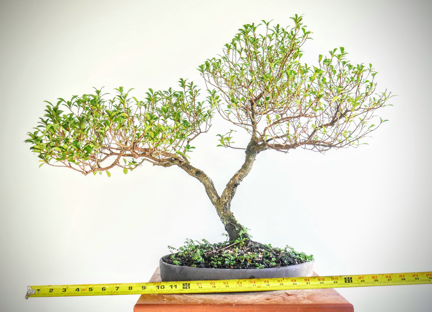 Eugenia Specimen Bonsai