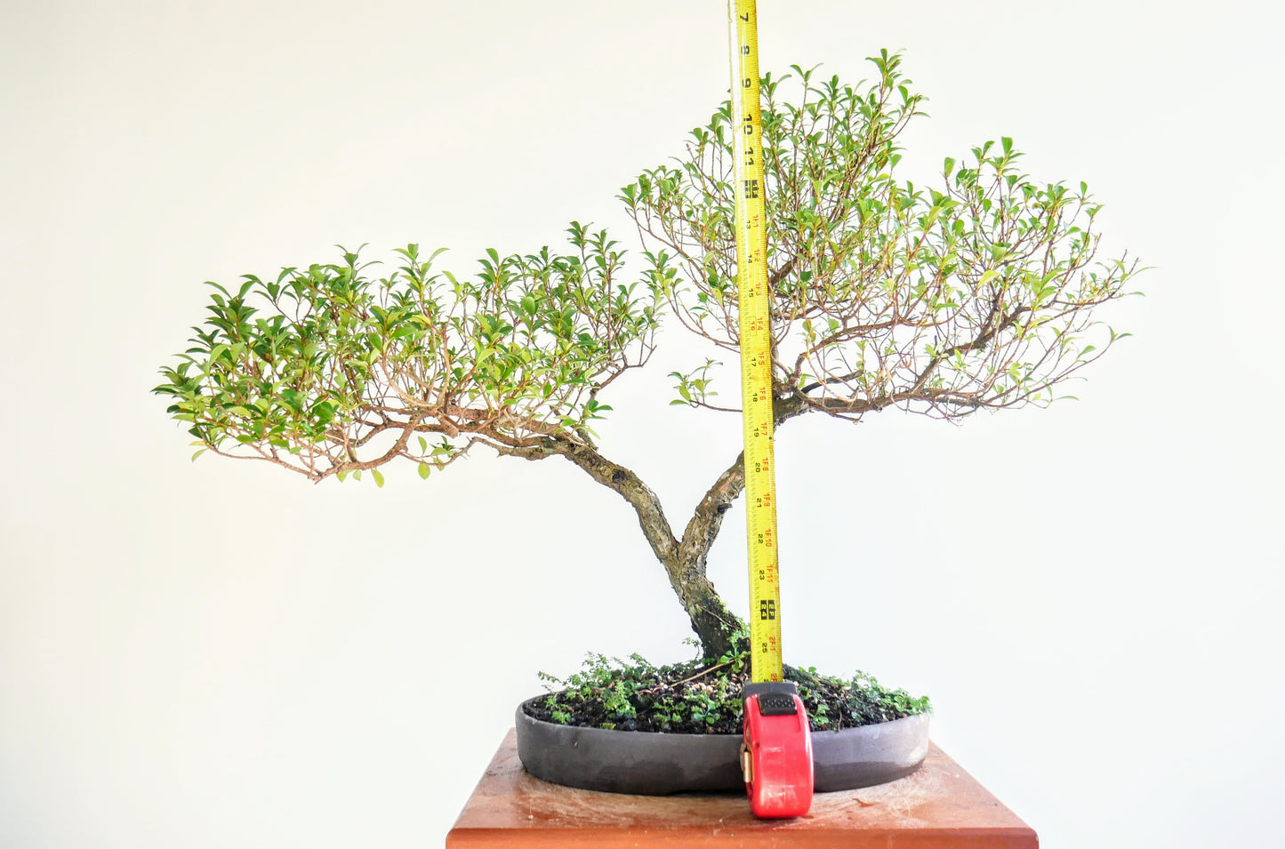 Eugenia Specimen Bonsai