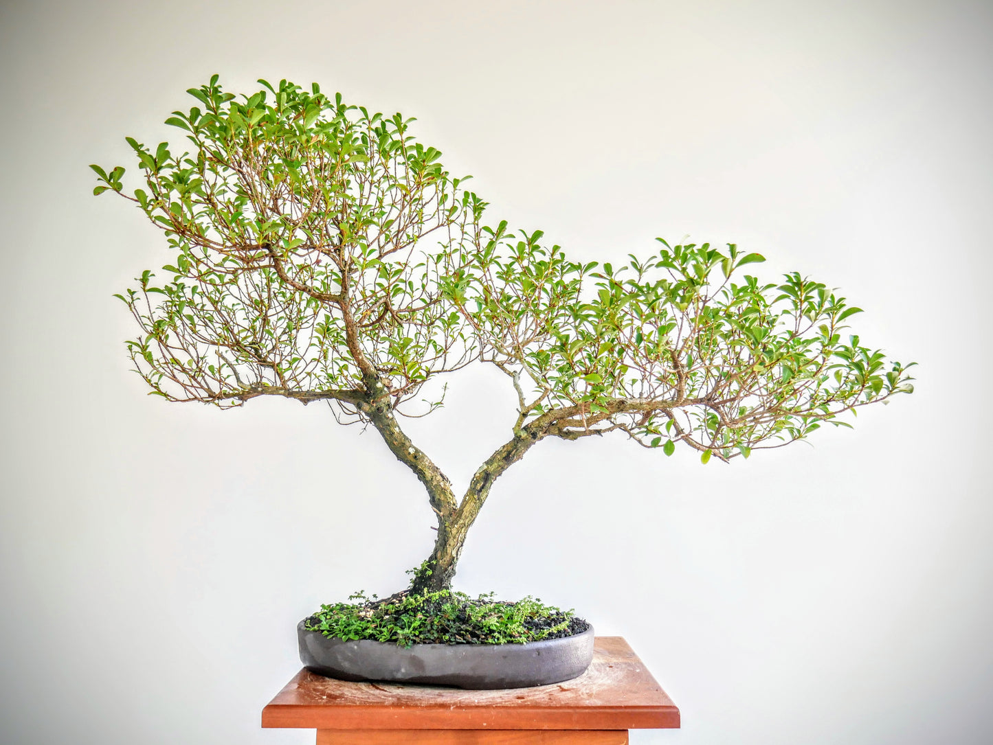 Eugenia Specimen Bonsai