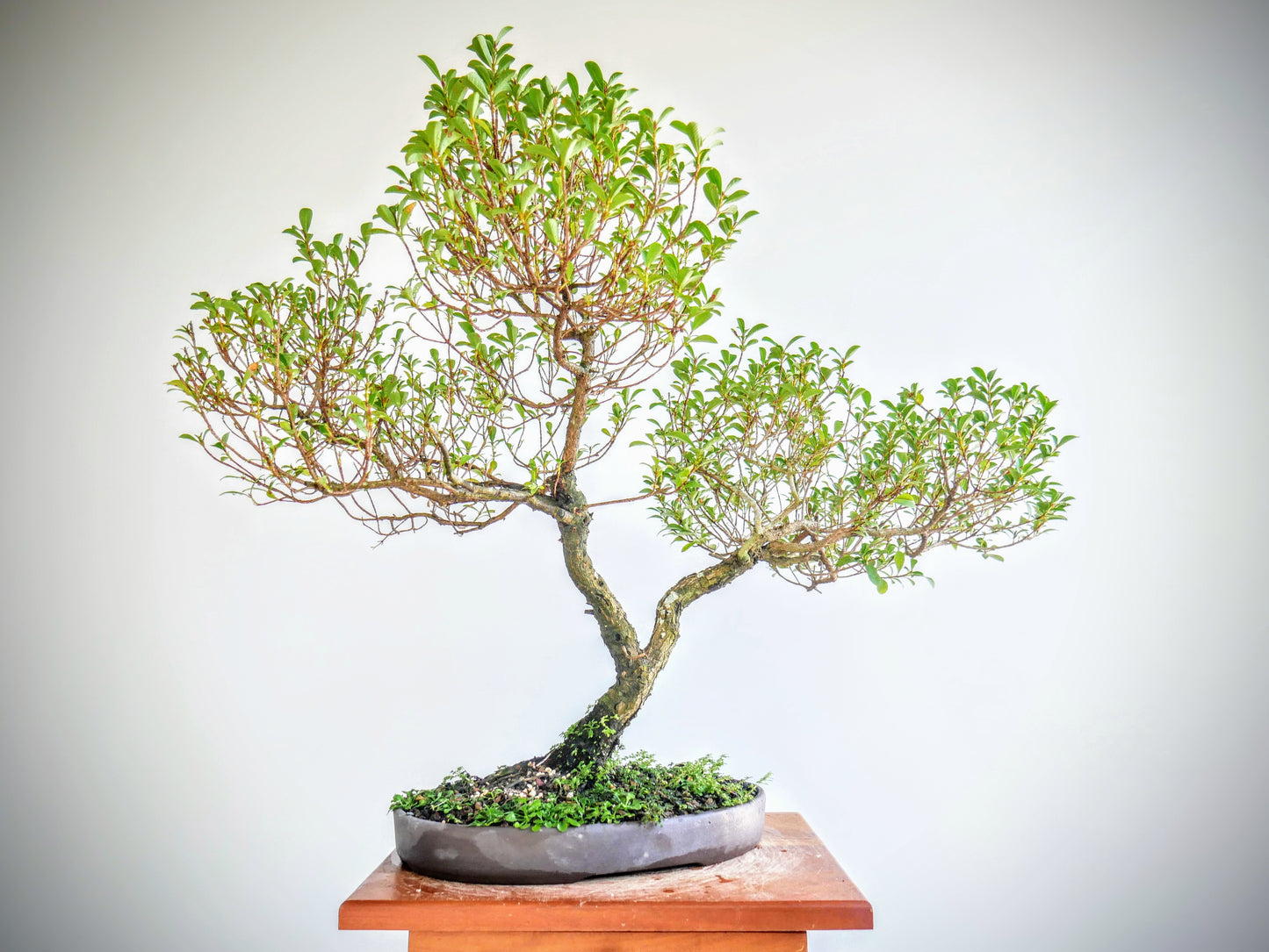 Eugenia Specimen Bonsai