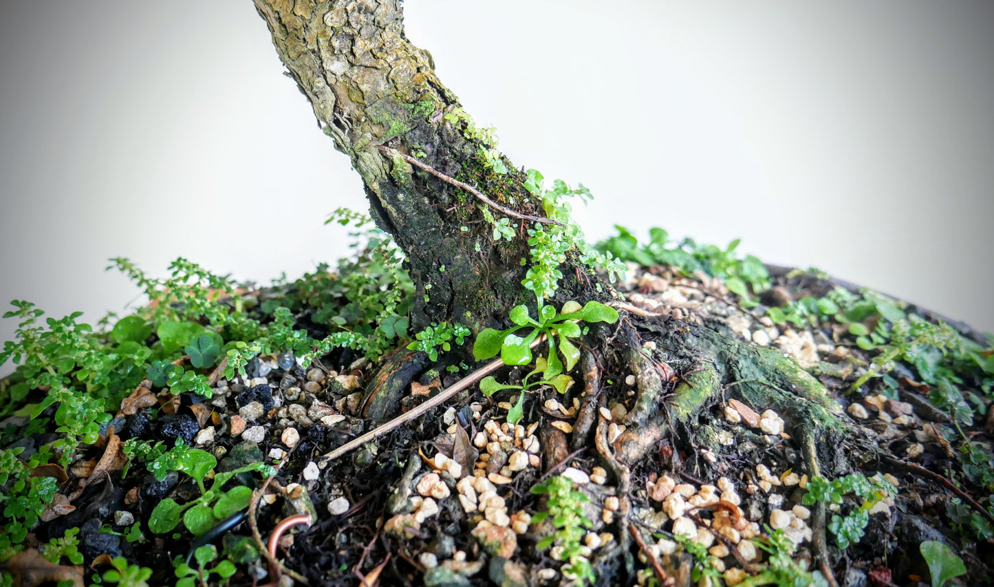 Eugenia Specimen Bonsai