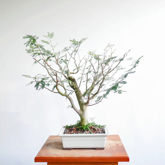 Potted False Tamarind Pre-Bonsai (Sabicu)