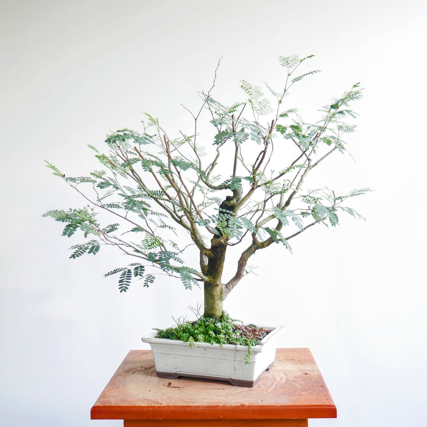 Potted False Tamarind Pre-Bonsai (Sabicu)