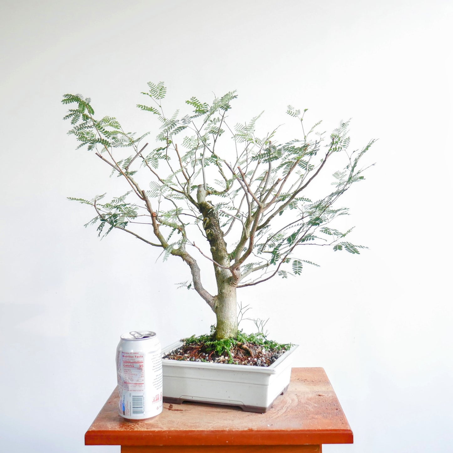 Potted False Tamarind Pre-Bonsai (Sabicu)