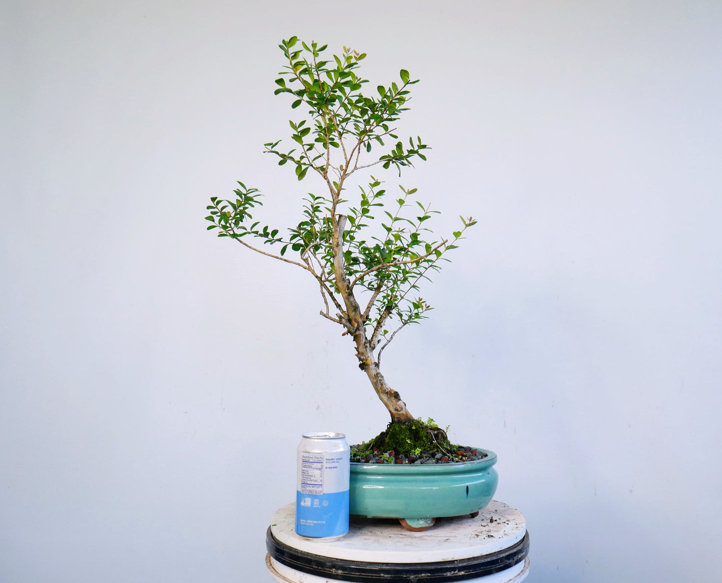 Simpson Stopper Bonsai - 10 inch