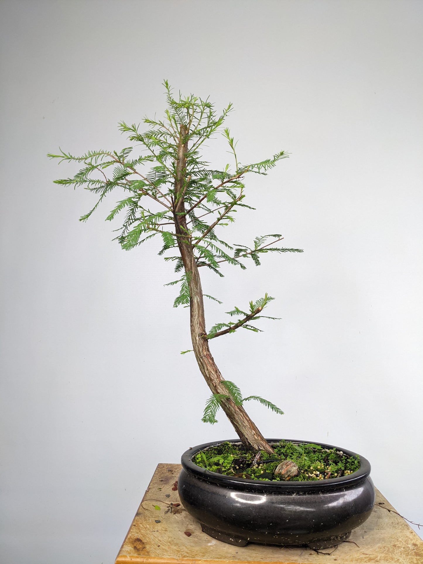 Bald Cyress Bonsai - 10 inch pot