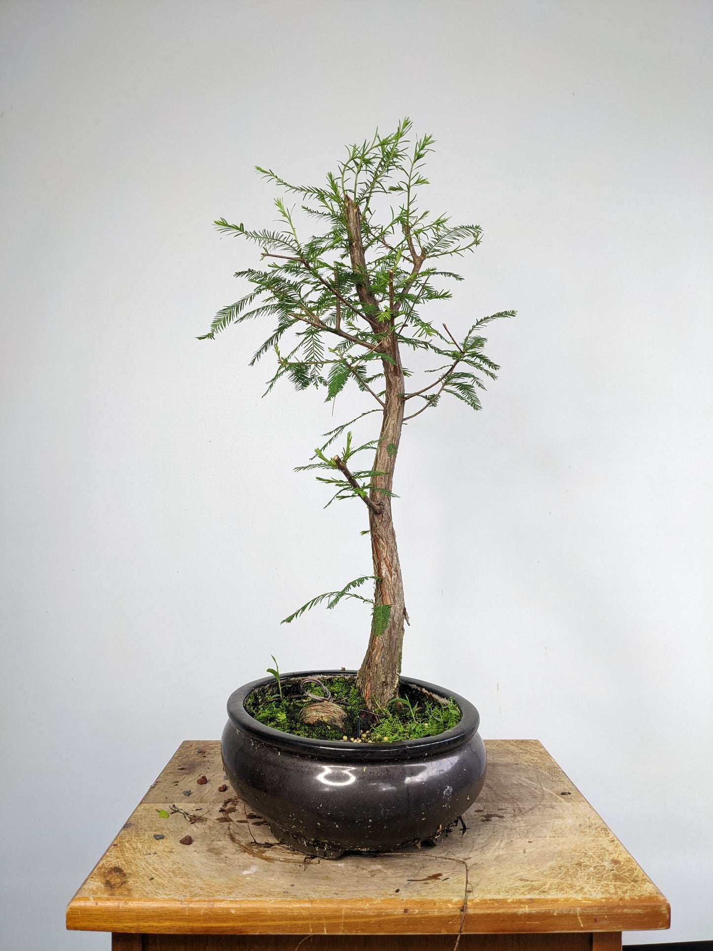 Bald Cyress Bonsai - 10 inch pot