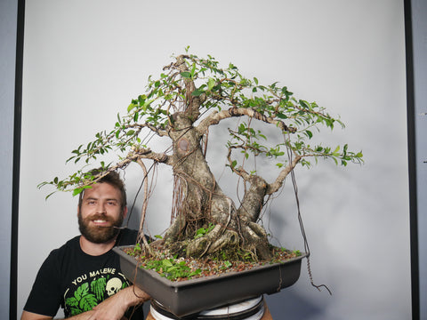 Styling Series: XL Tigerbark Ficus