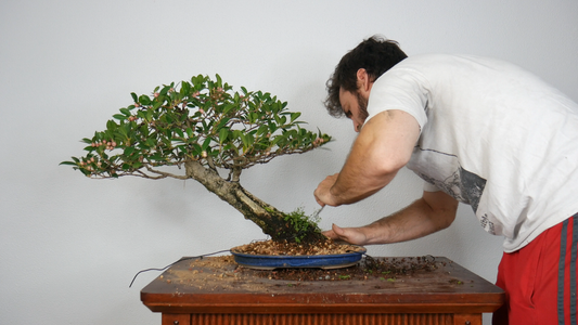 Repotting Series: Repotting My Leaning Tigerbark Ficus "Wilma"